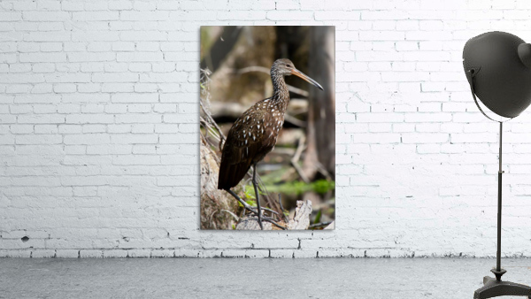 Juvenile Ibis Wall Preview