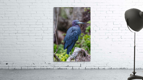 Blue Heron Wall Preview