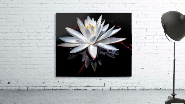 Forked Lake Lily Wall Preview
