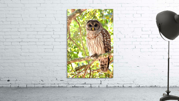 Barred Owl Wall Preview
