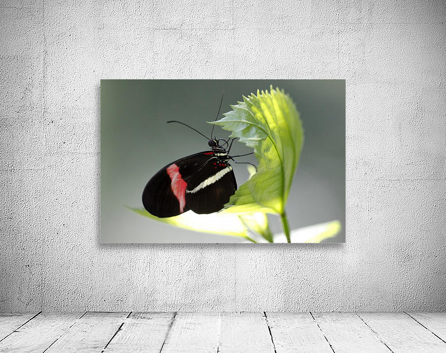 Black butterfly Wall Preview