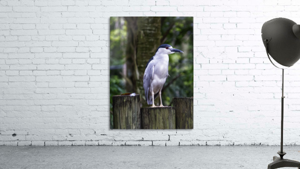 Night Shade Heron Wall Preview