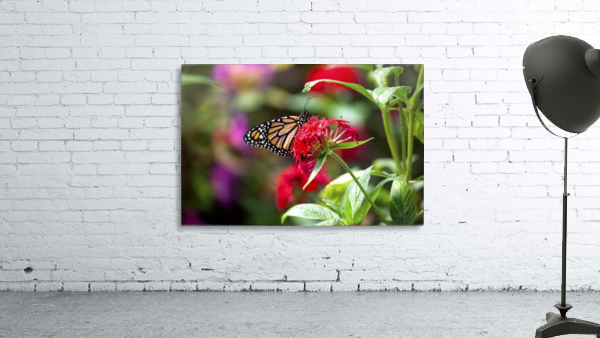 Butterfly Wall Preview