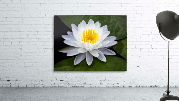 LIly Wall Preview