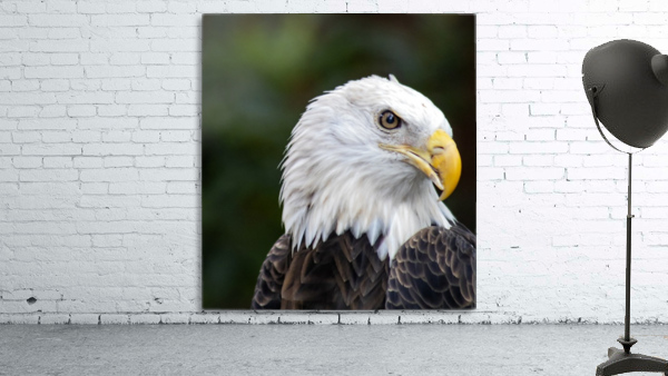Bald Eagle Wall Preview