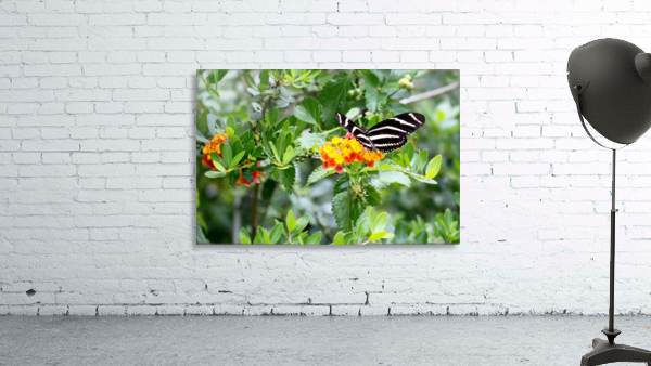 Zebra Butterfly Wall Preview