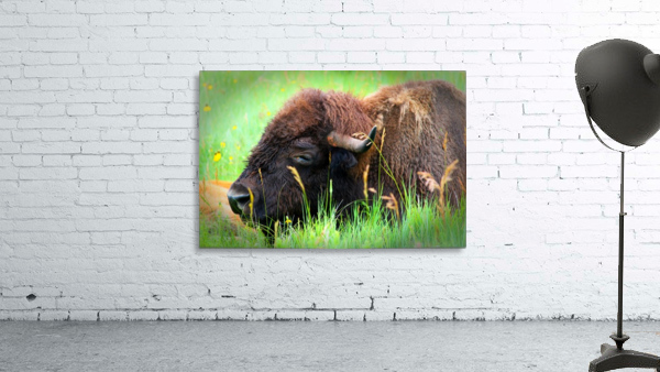 Bison Resting Wall Preview