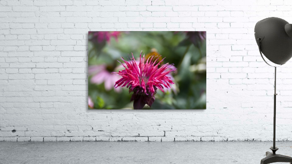 Bee balm Wall Preview