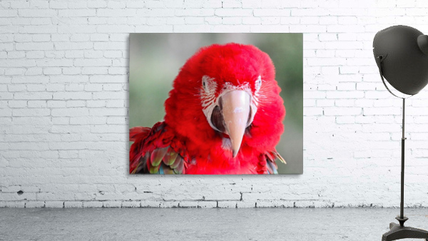 Red Parrot  Wall Preview