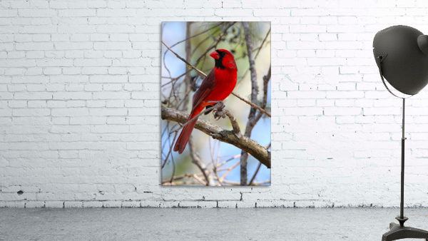 Cardinal in tree Wall Preview