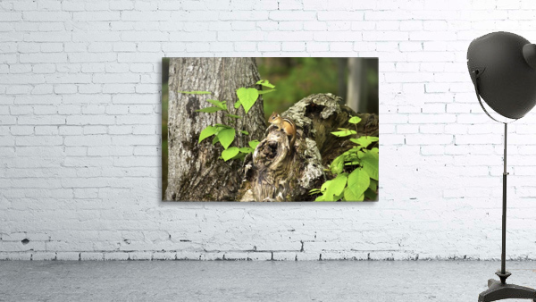 Chipmunk on tree Wall Preview