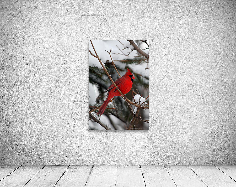 Vertical Cardinal Wall Preview