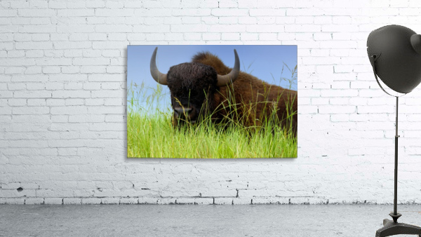 Female Bison Wall Preview