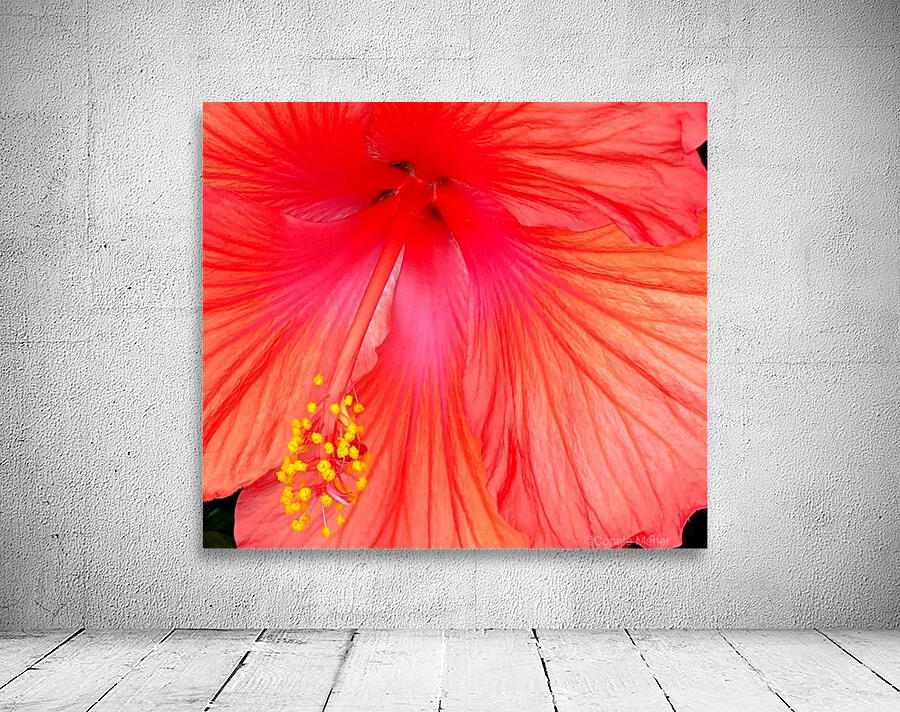 Hibiscus  Wall Preview