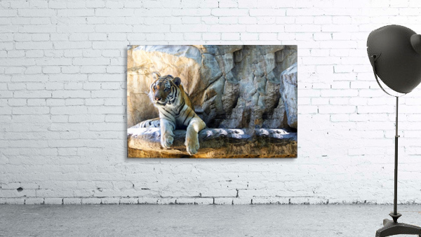 Tiger Wall Preview