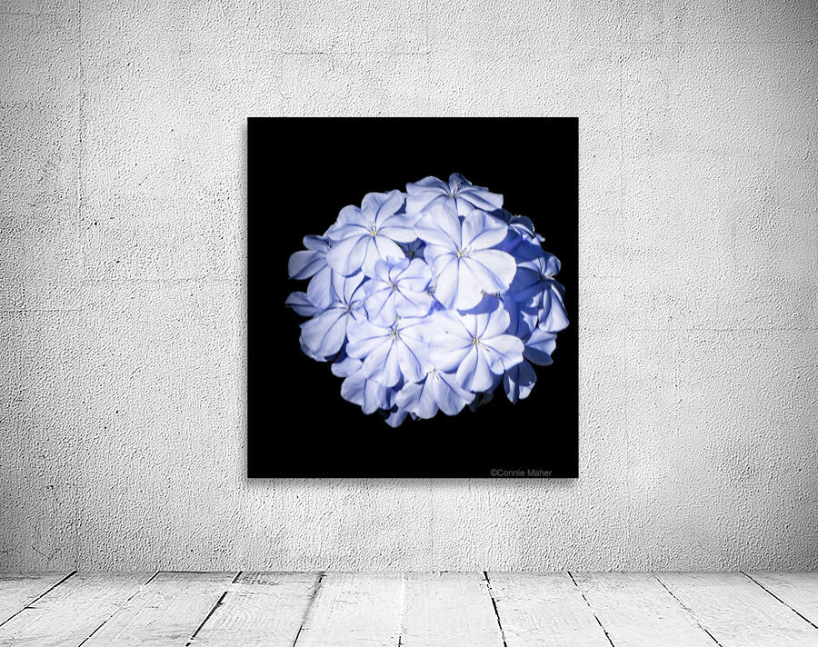 Blue Plumbago Wall Preview