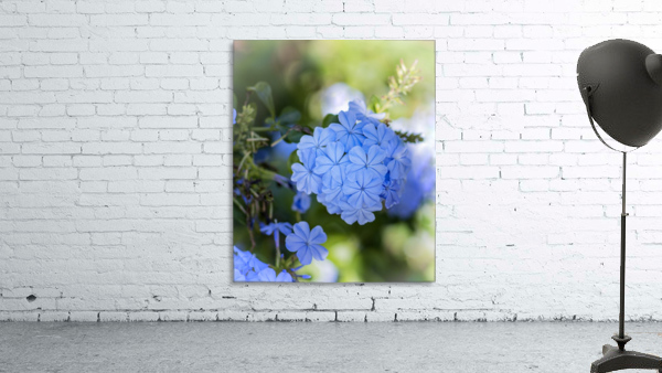 Plumbago Wall Preview