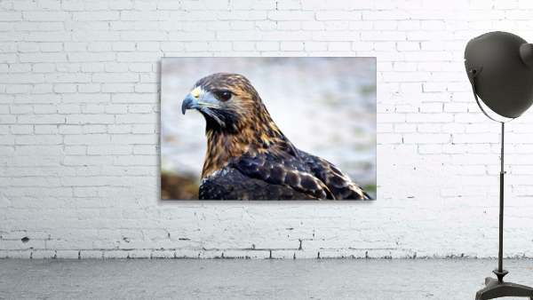 Hawk  Wall Preview