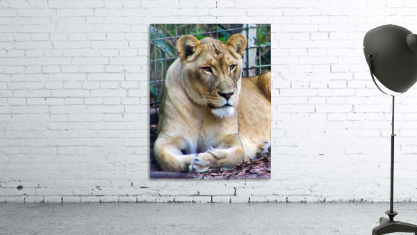 Lioness Wall Preview