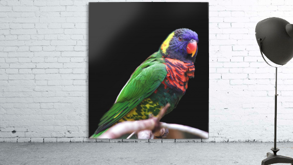 Lorikeet Wall Preview
