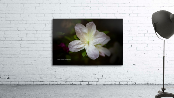 White Azalea  Wall Preview