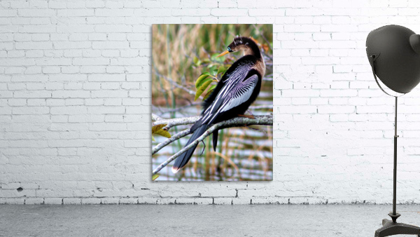 Anhinga Wall Preview