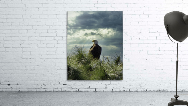 Eagle Wall Preview