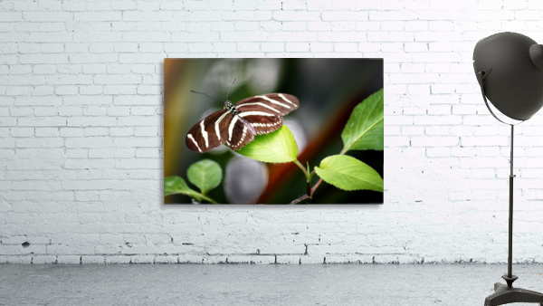 Stripped Butterfly Wall Preview
