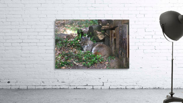 Bobcat Wall Preview