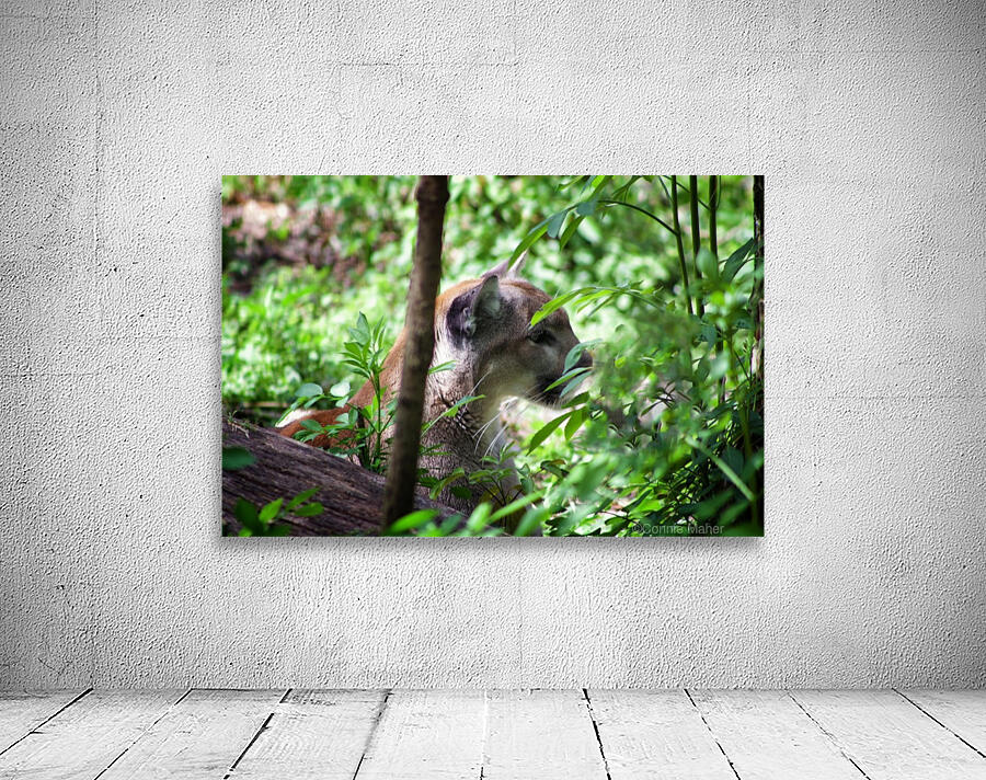 Florida panther Wall Preview