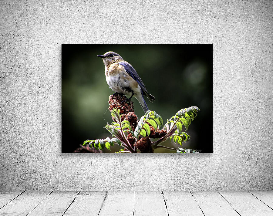 Bluebird on Sumac Wall Preview