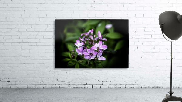 Beeplant Wall Preview