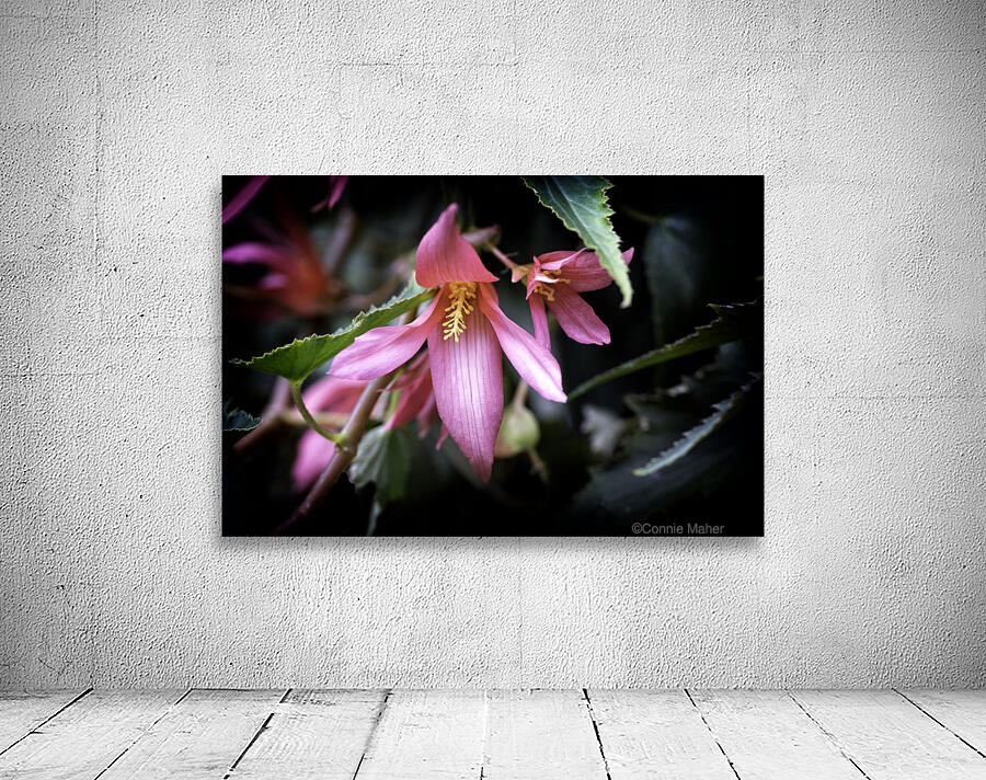Begonia  Wall Preview