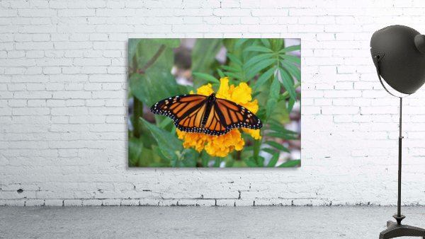 Monarch on Marigold Wall Preview