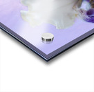 Purple Iris Acrylic print