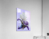 Purple Iris Acrylic Print