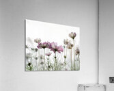 Cosmo Acrylic Print