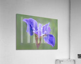 Iris Acrylic Print