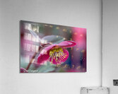 Lenten Rose Acrylic Print