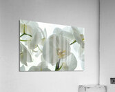 Orchid Acrylic Print