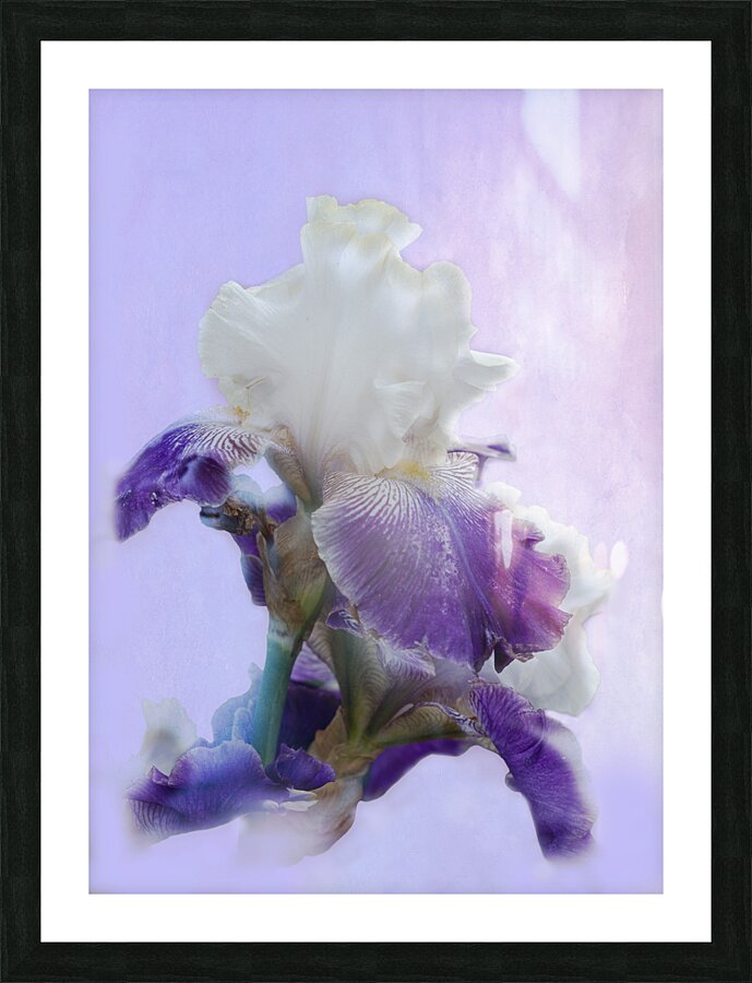 Purple Iris Picture Frame print