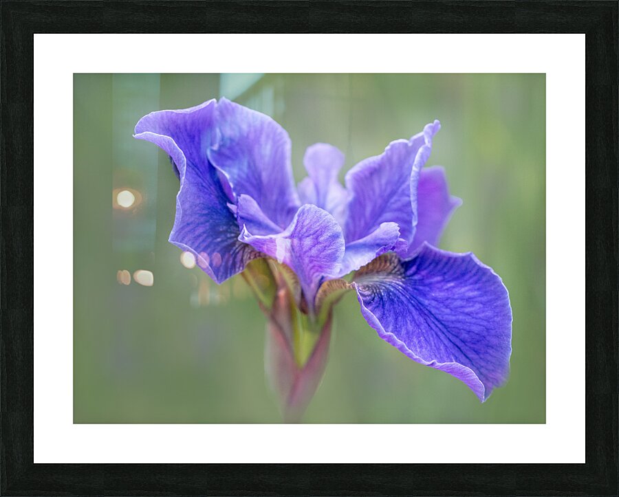Iris Picture Frame print