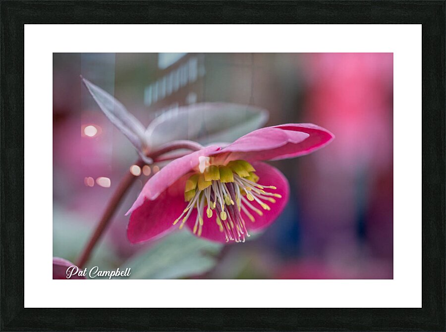 Lenten Rose Picture Frame print