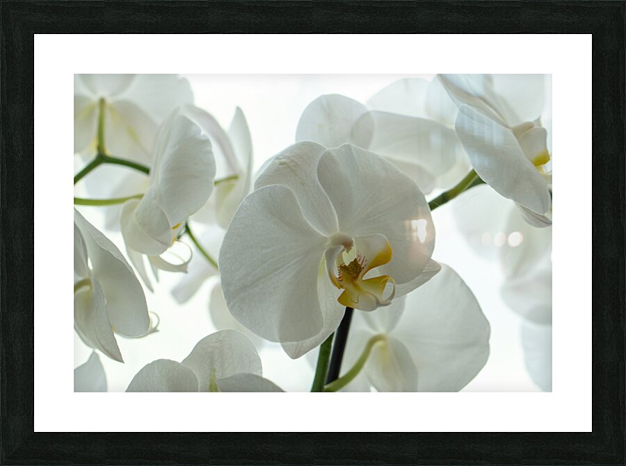 Orchid Picture Frame print