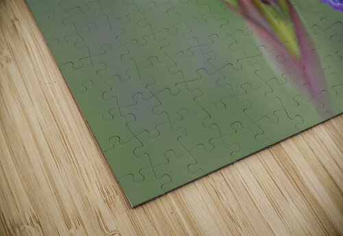 Iris Pat Campbell puzzle
