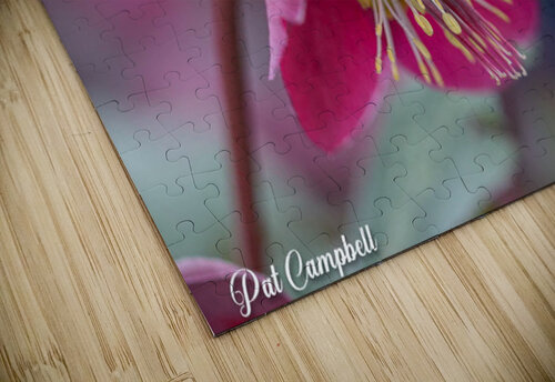 Lenten Rose Pat Campbell puzzle