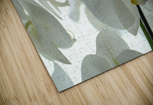 Orchid Pat Campbell puzzle