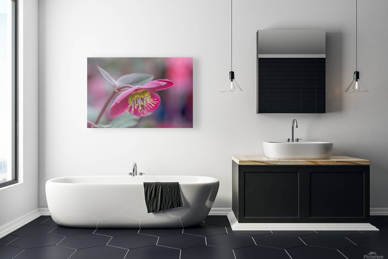 Lenten Rose Reproduction