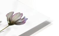 Cosmo HD Metal print