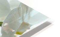 Orchid HD Metal print